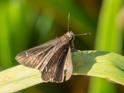 Lerema accius (Clouded Skipper).jpg